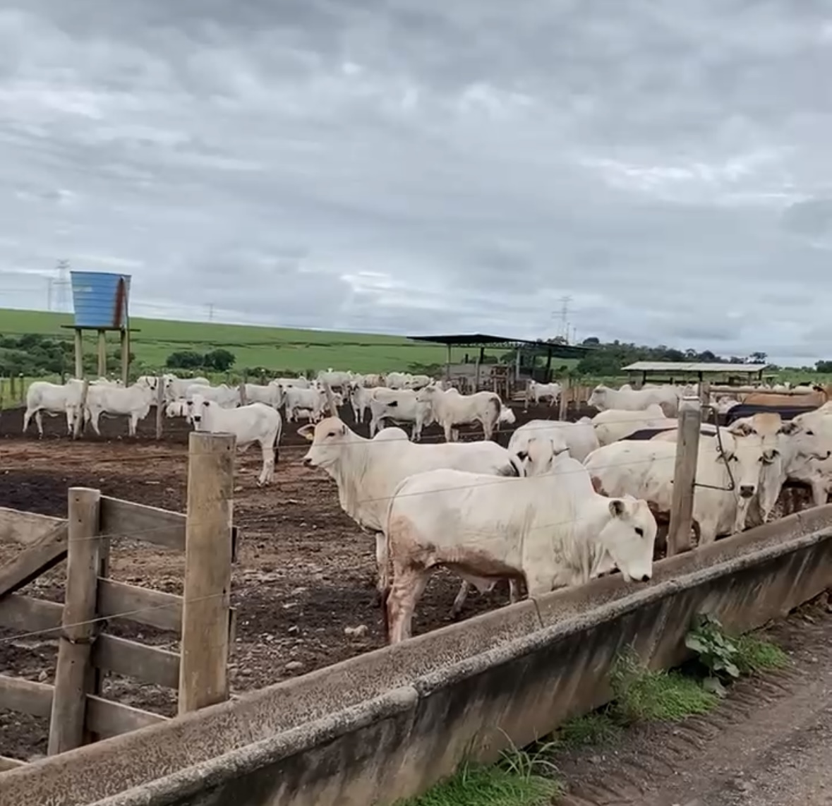 Confinamento de bovinos no Brasil